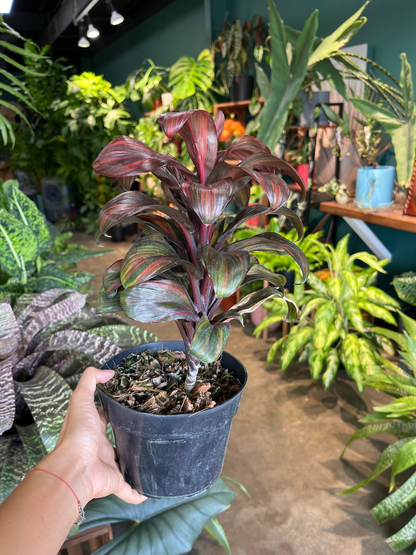 Variegated Ti leaf compacta (free shipping)