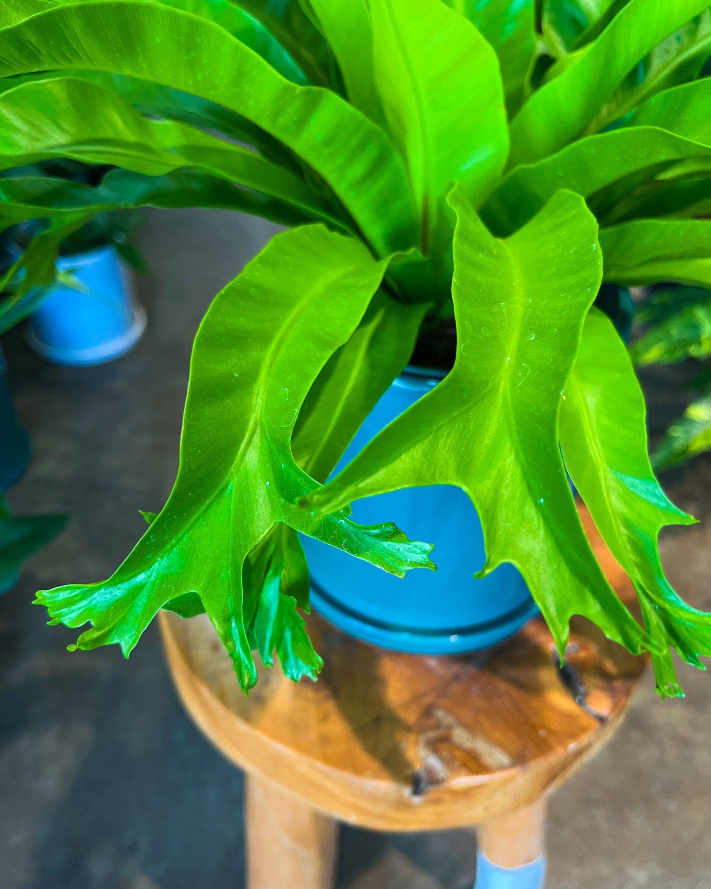 Crissie Bird’s Nest Fern in 8” ceramic planter