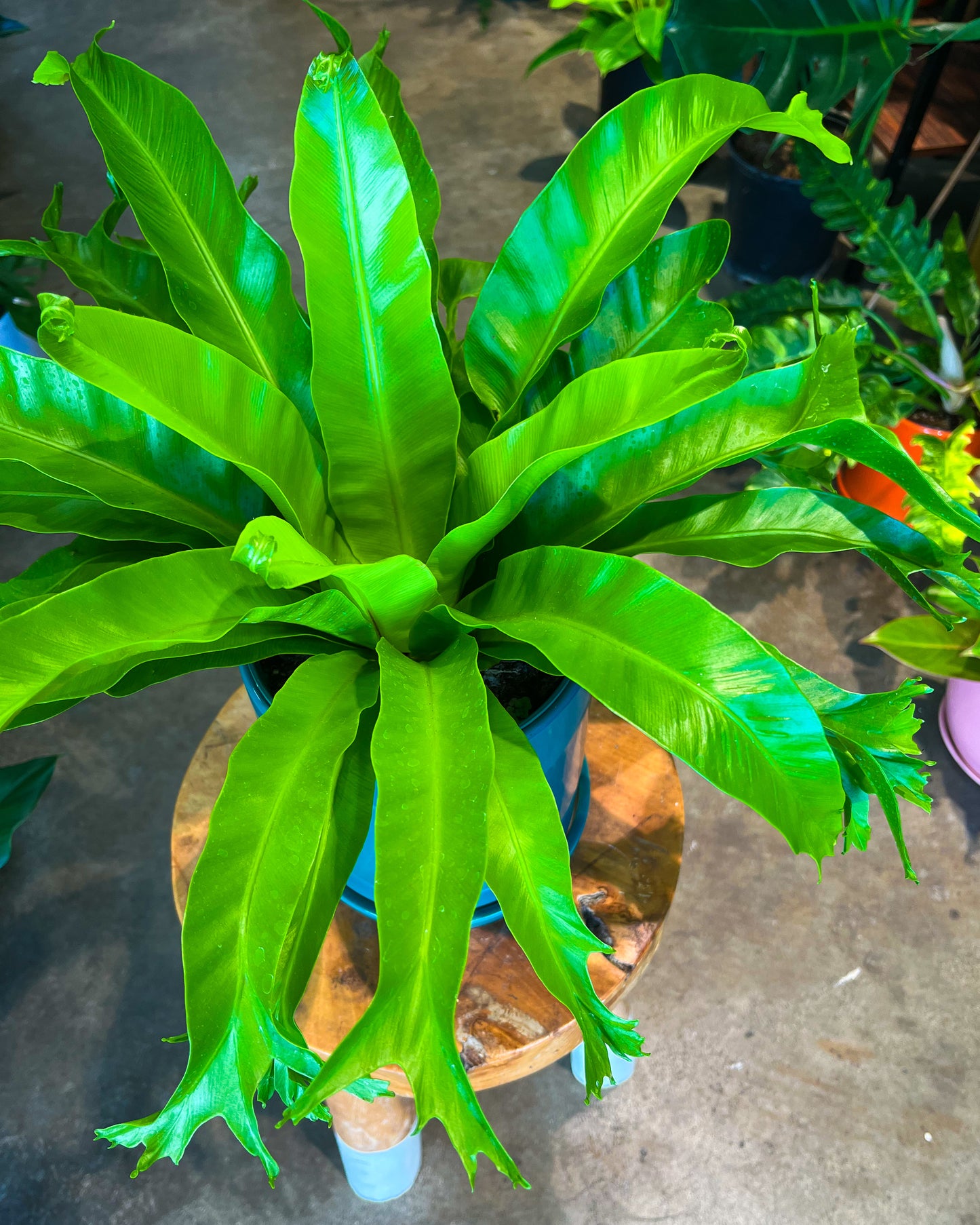 Crissie Bird’s Nest Fern in 8” ceramic planter