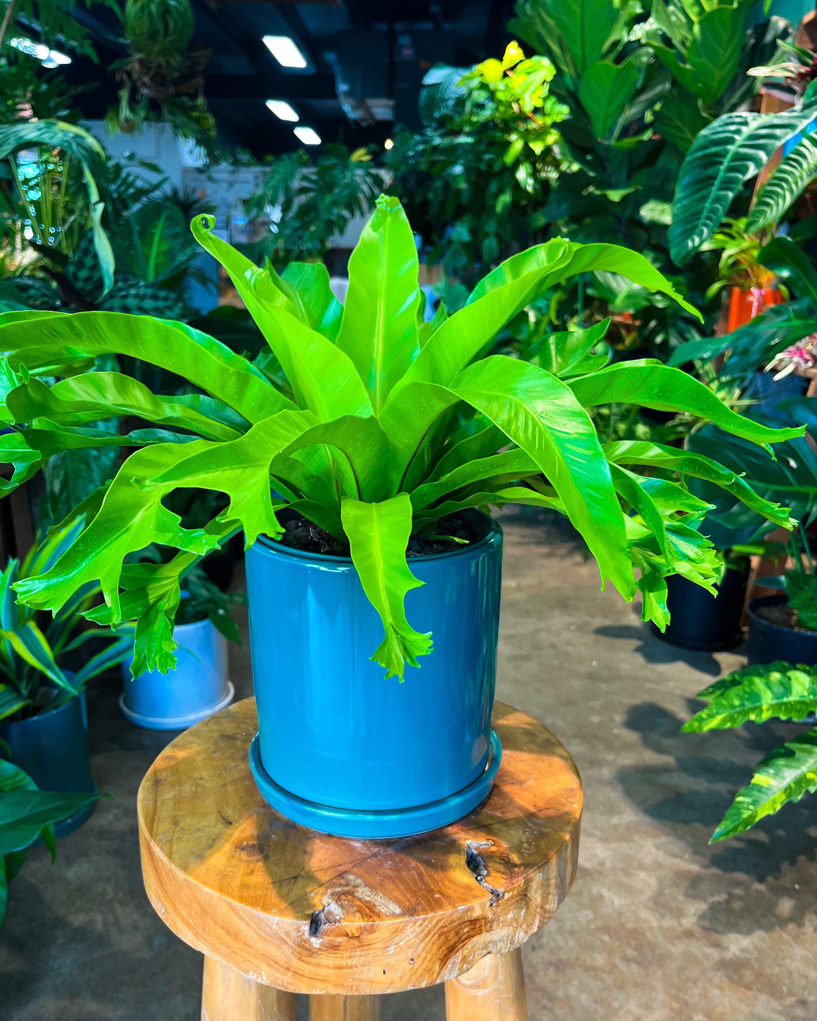 bird's nest fern mounted Crissie Bird’s Nest Fern in 8” ceramic planter
