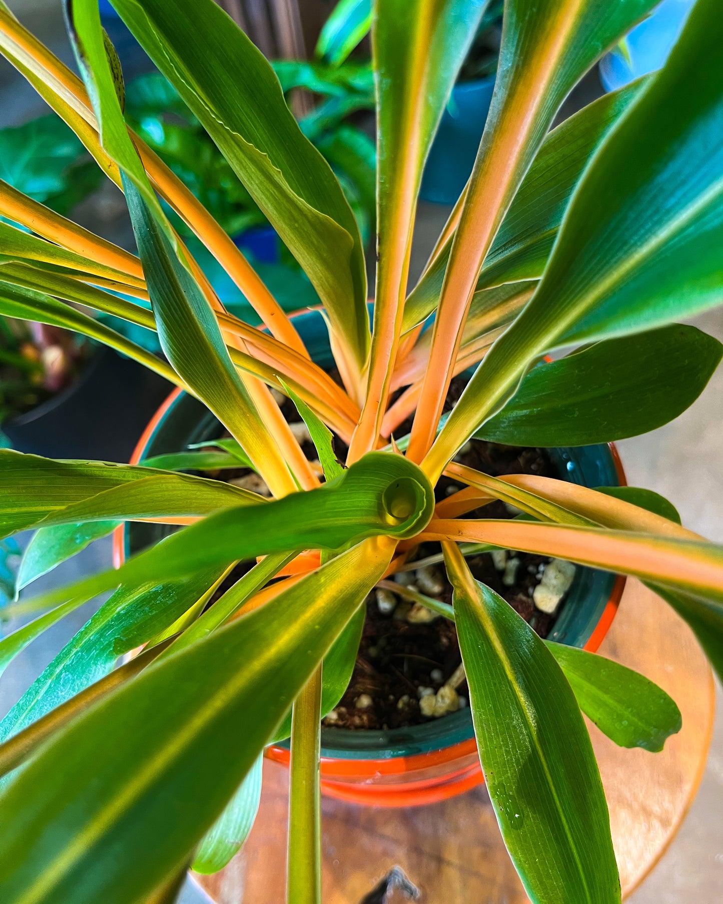 Fire Flash Orange Spider Plant in 6” ceramic planter