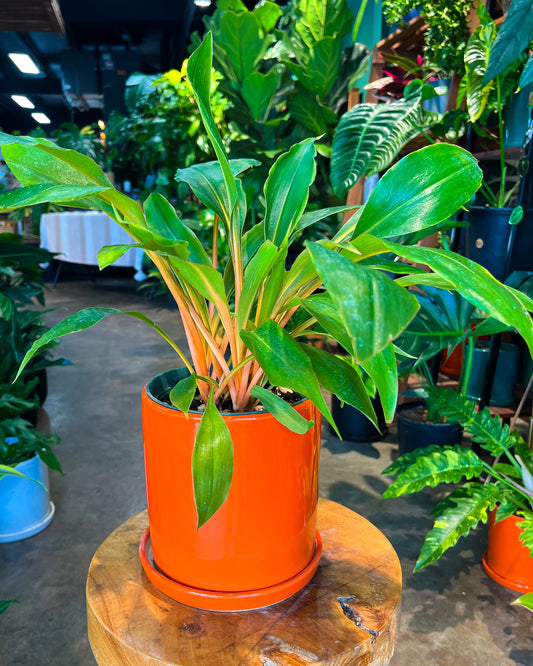 Fire Flash Orange Spider Plant in 6” ceramic planter