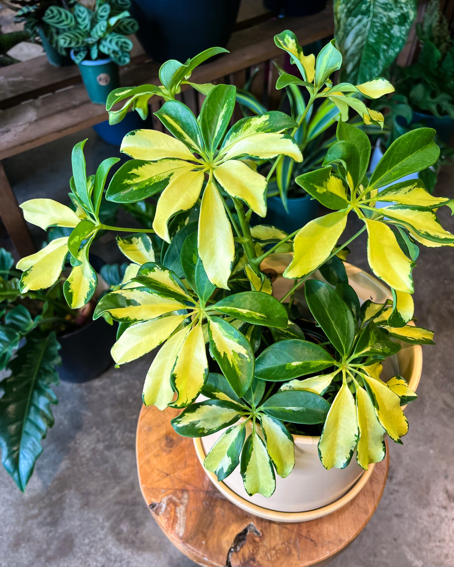 Schefflera Gold Finger in 8” ceramic planter