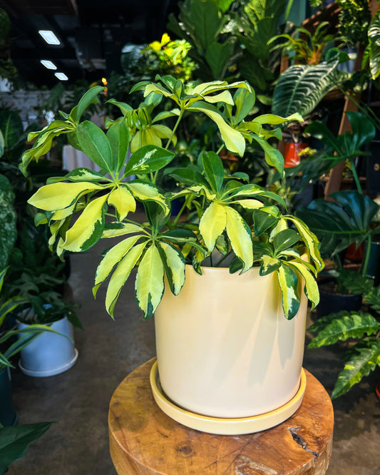 Schefflera Gold Finger in 8” ceramic planter