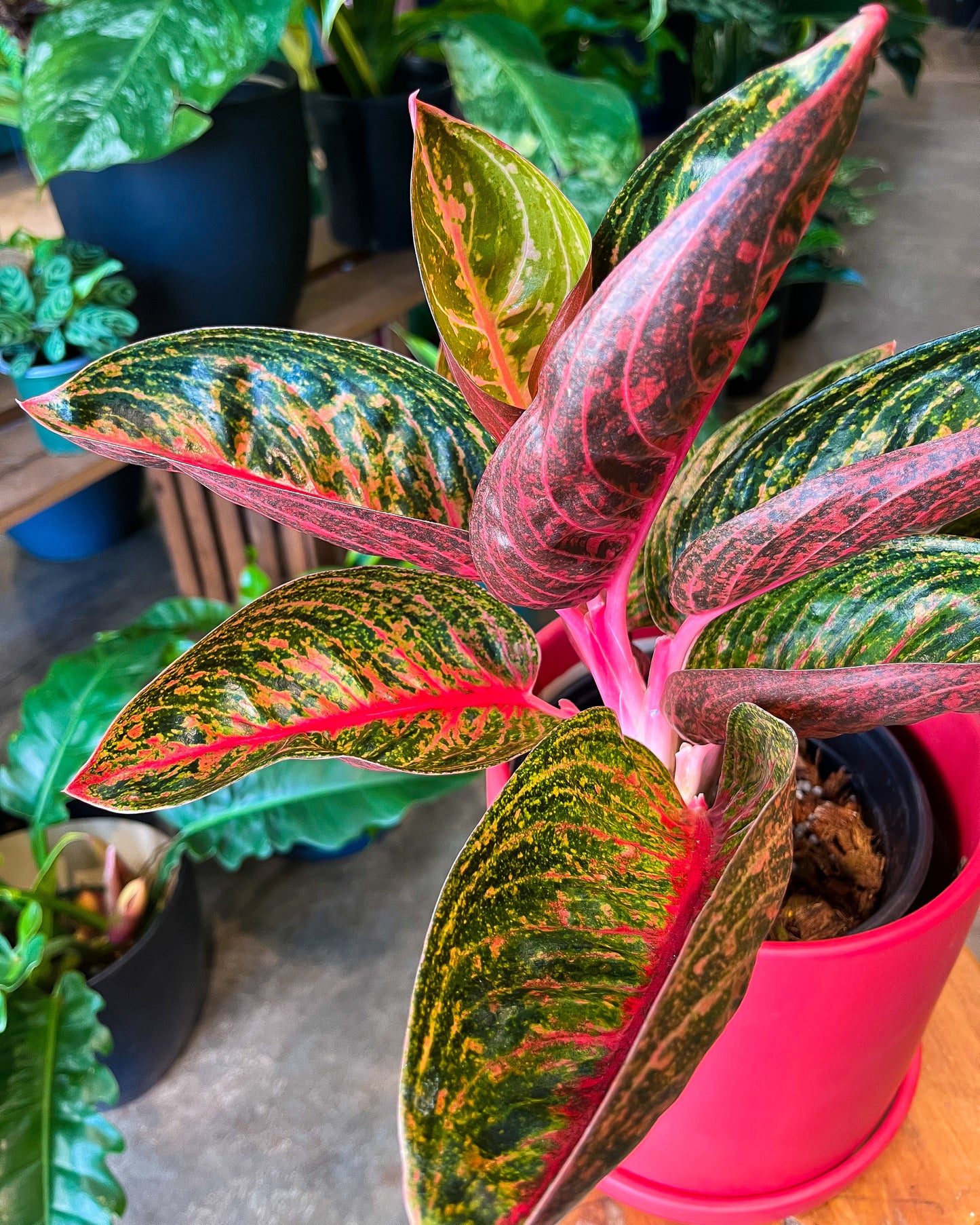 Aglaonema Thai Hybrid in 8” ceramic planter