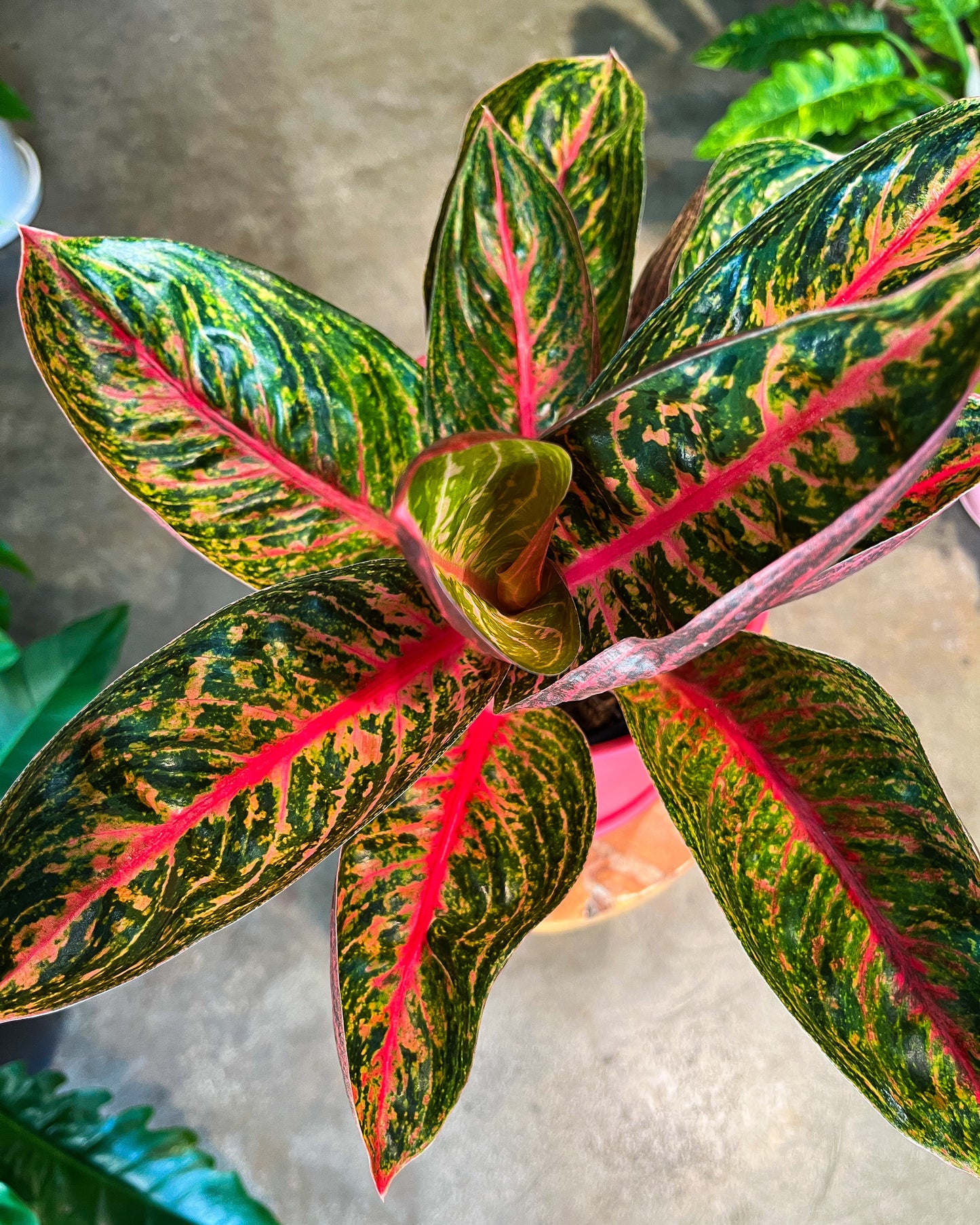 Aglaonema Thai Hybrid in 8” ceramic planter