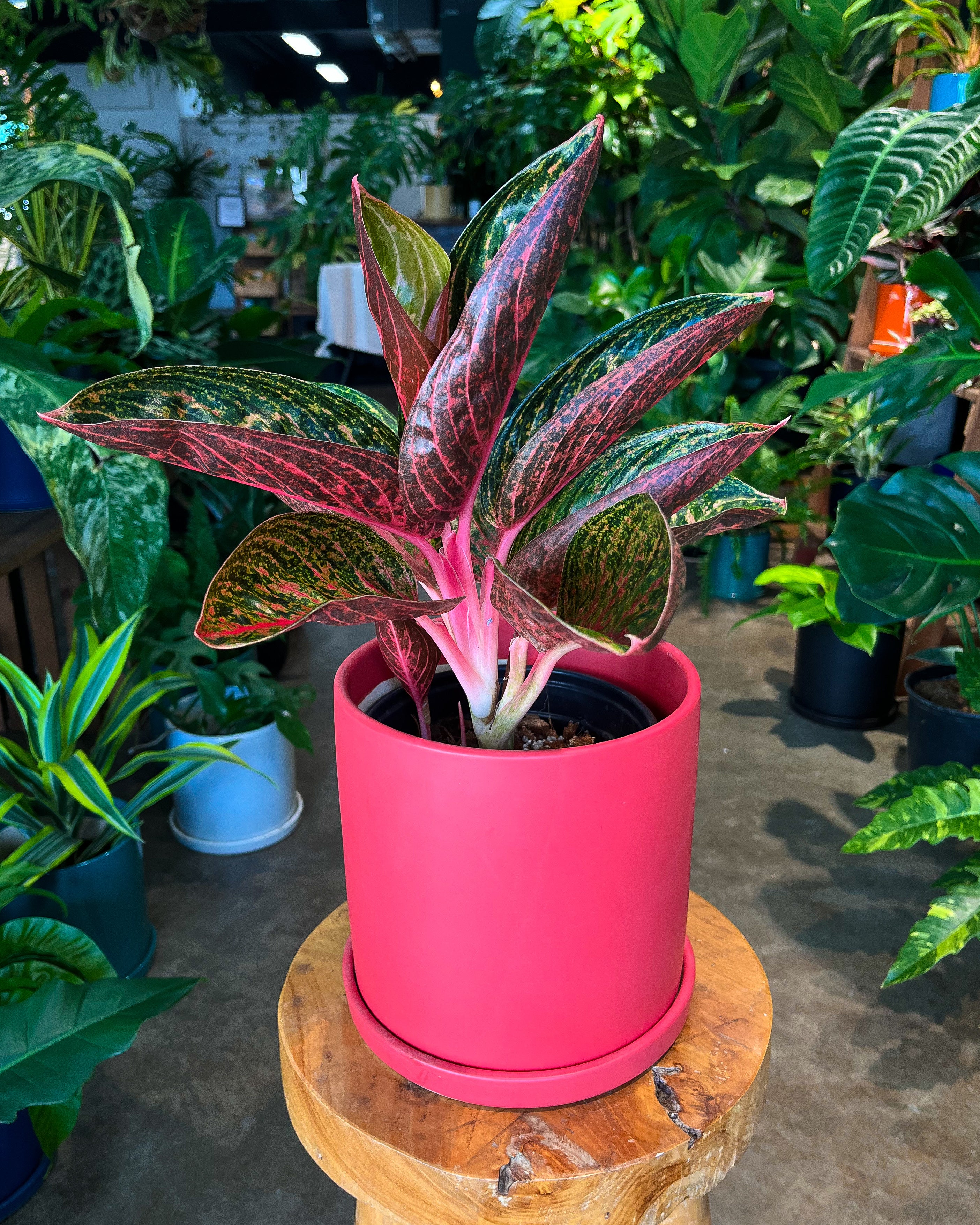 aglaonema hybrid & 39 Aglaonema Thai Hybrid in 8” ceramic planter – Plantoem