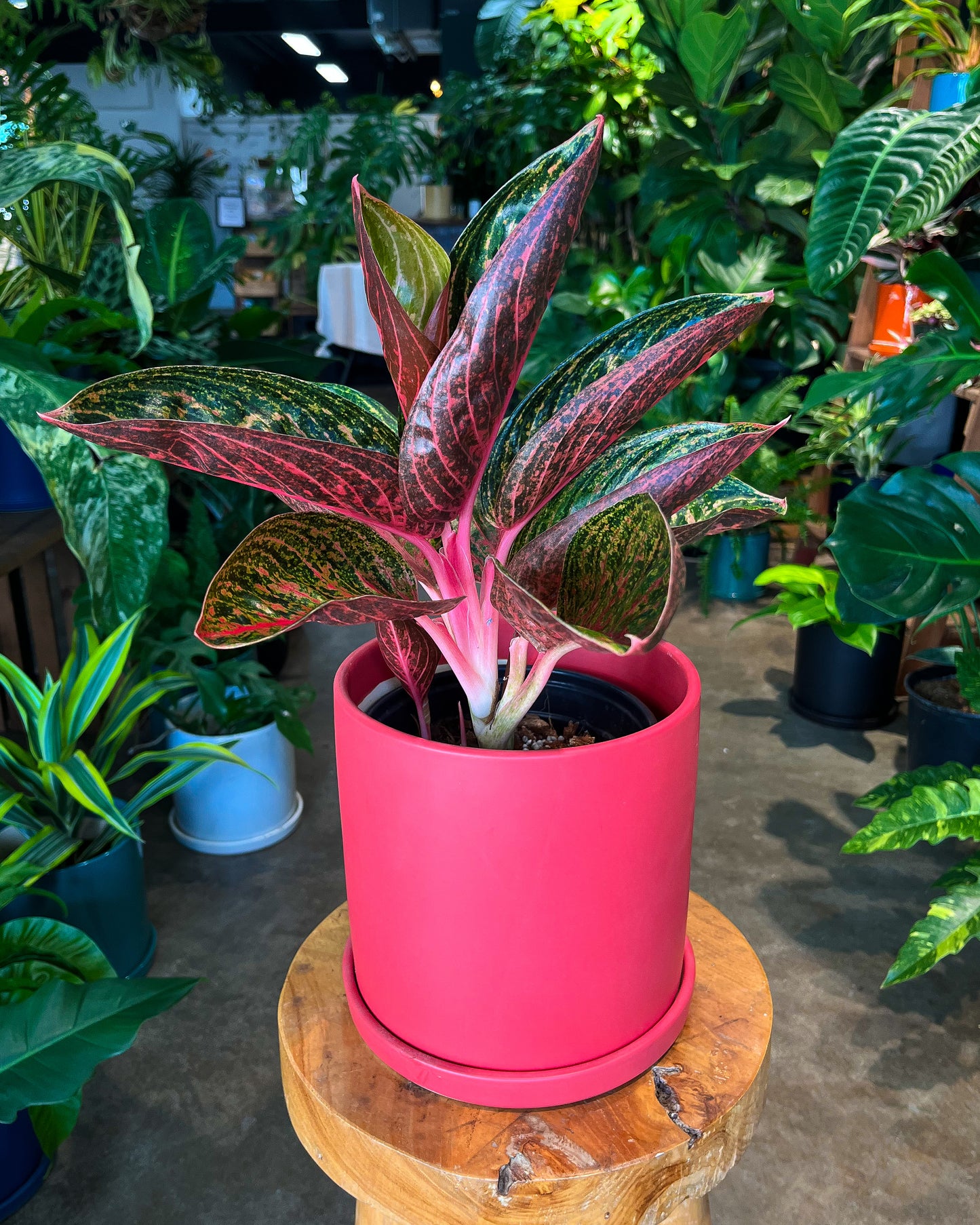 Aglaonema Thai Hybrid in 8” ceramic planter