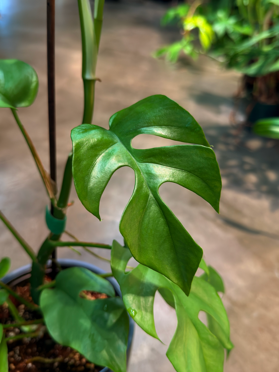 Oahu Delivery n Pickup Only - Rhaphidophora Tetrasperma w/ ceramic planter