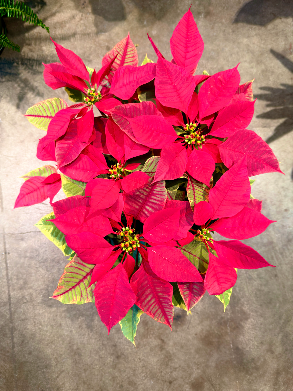 Oahu Delivery n Pickup Only - Variegated Poinsettia w/ ceramic planter