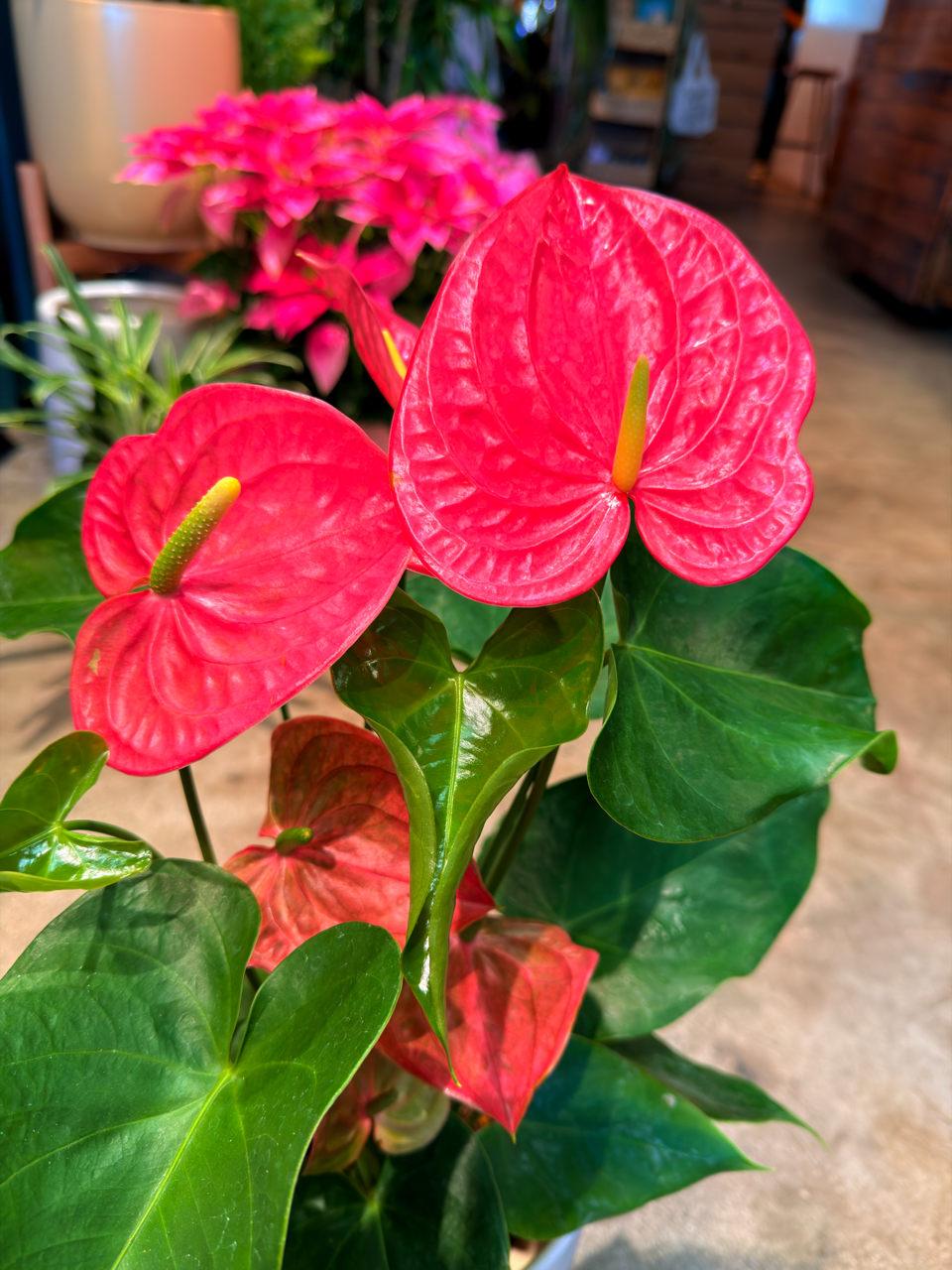 Oahu Delivery n Pickup Only - Pink Anthurium w/ ceramic planter