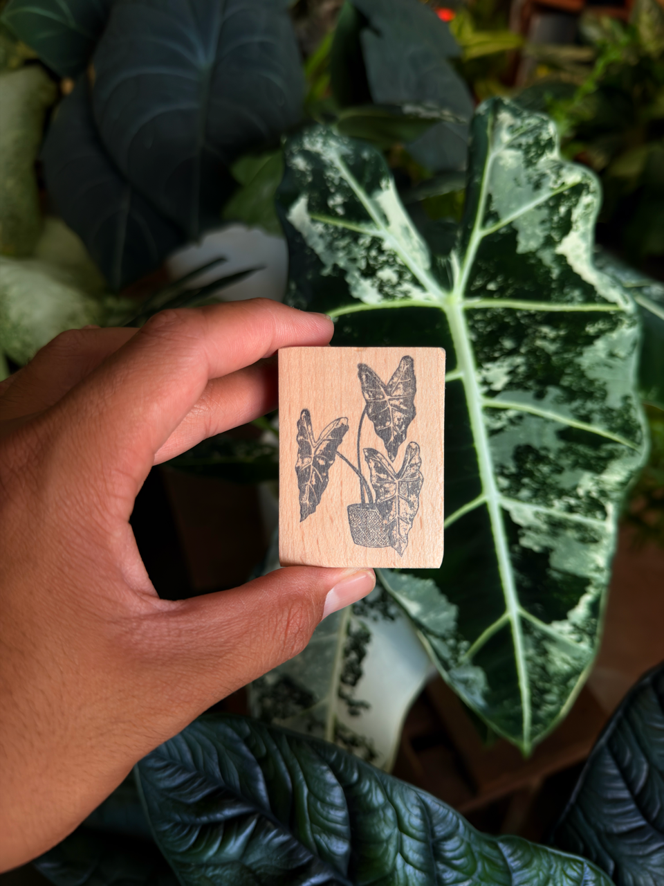 Alocasia Wooden Stamp