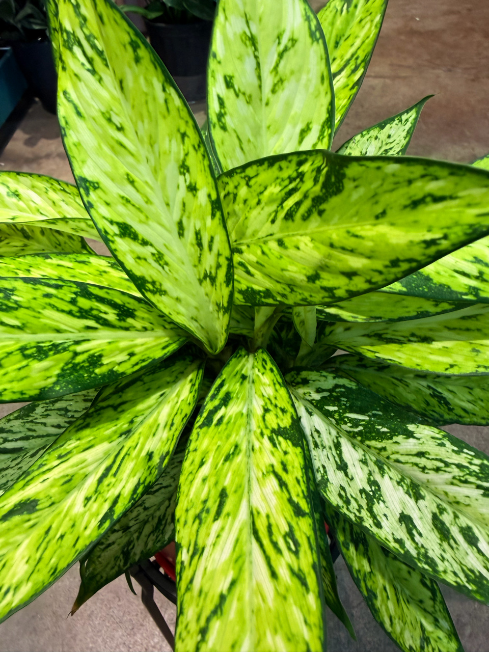 Oahu Delivery n Pickup Only - Diffenbachia Star Bright w/ ceramic pot