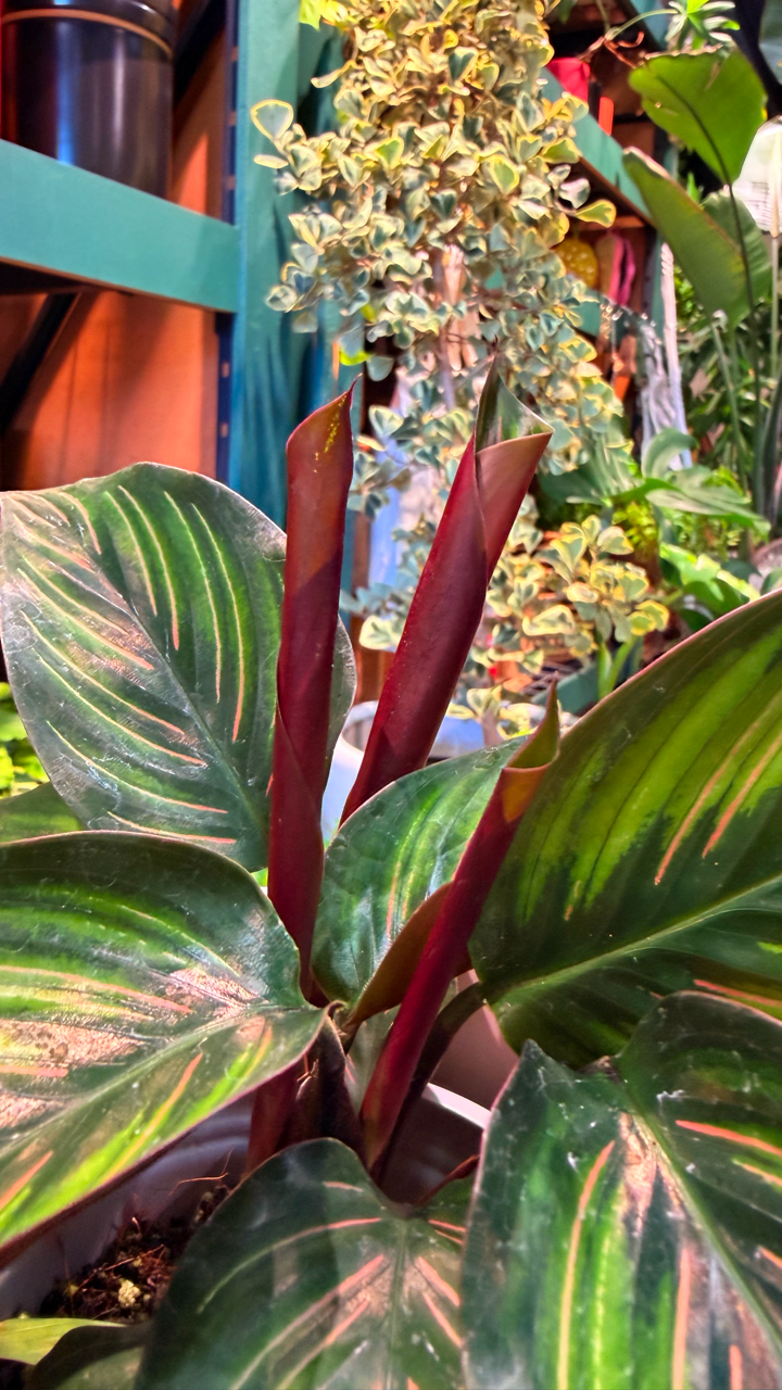 Oahu Delivery n Pickup Only - Prayer Plant 'Beauty Star' w/ ceramic planter