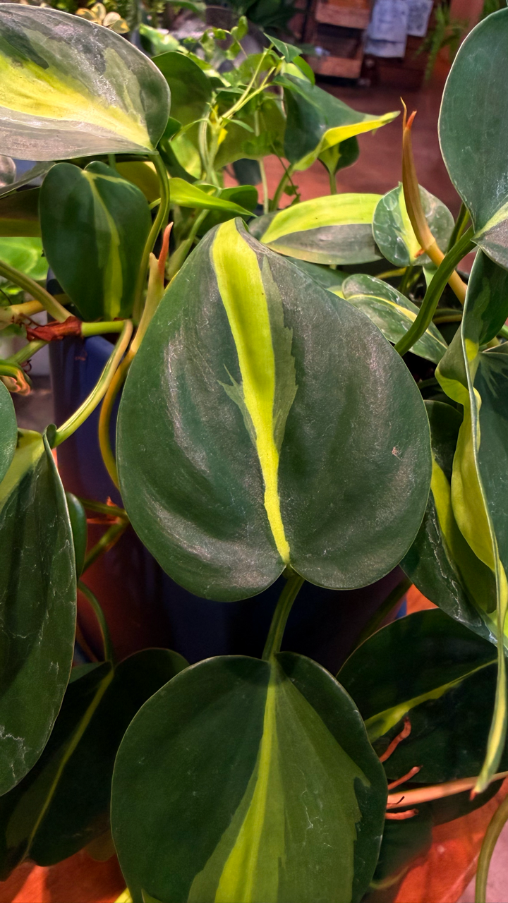 Oahu Pickup/ Delivery Only - Philodendron Heart Leaf w/ ceramic pot