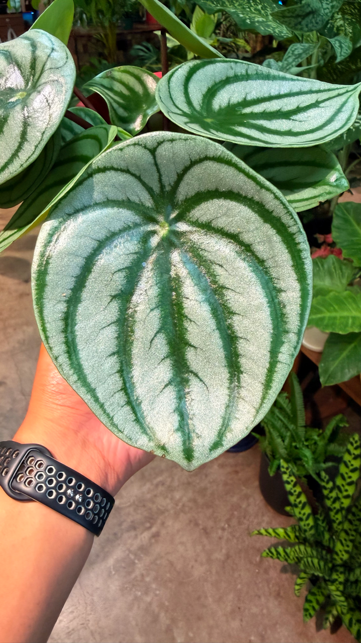 Oahu Delivery/Pickup Only Watermelon Peperomia w/ ceramic pot