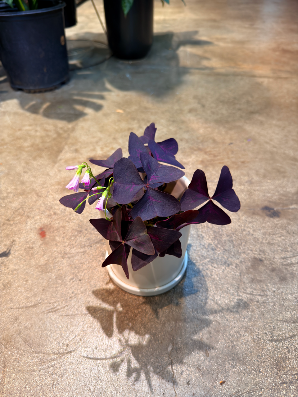 Oahu Delivery n Pickup Only Oxalis Triangularis w/ Ceramic Pot