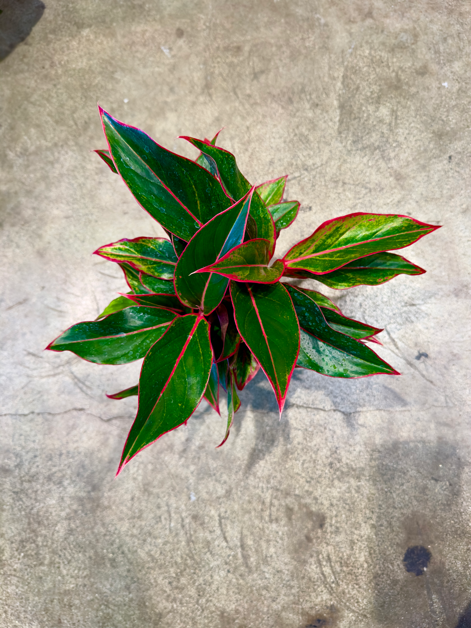 Oahu Delivery n Pickup Only - Aglaonema Siam Aurora in 4" ceramic planter