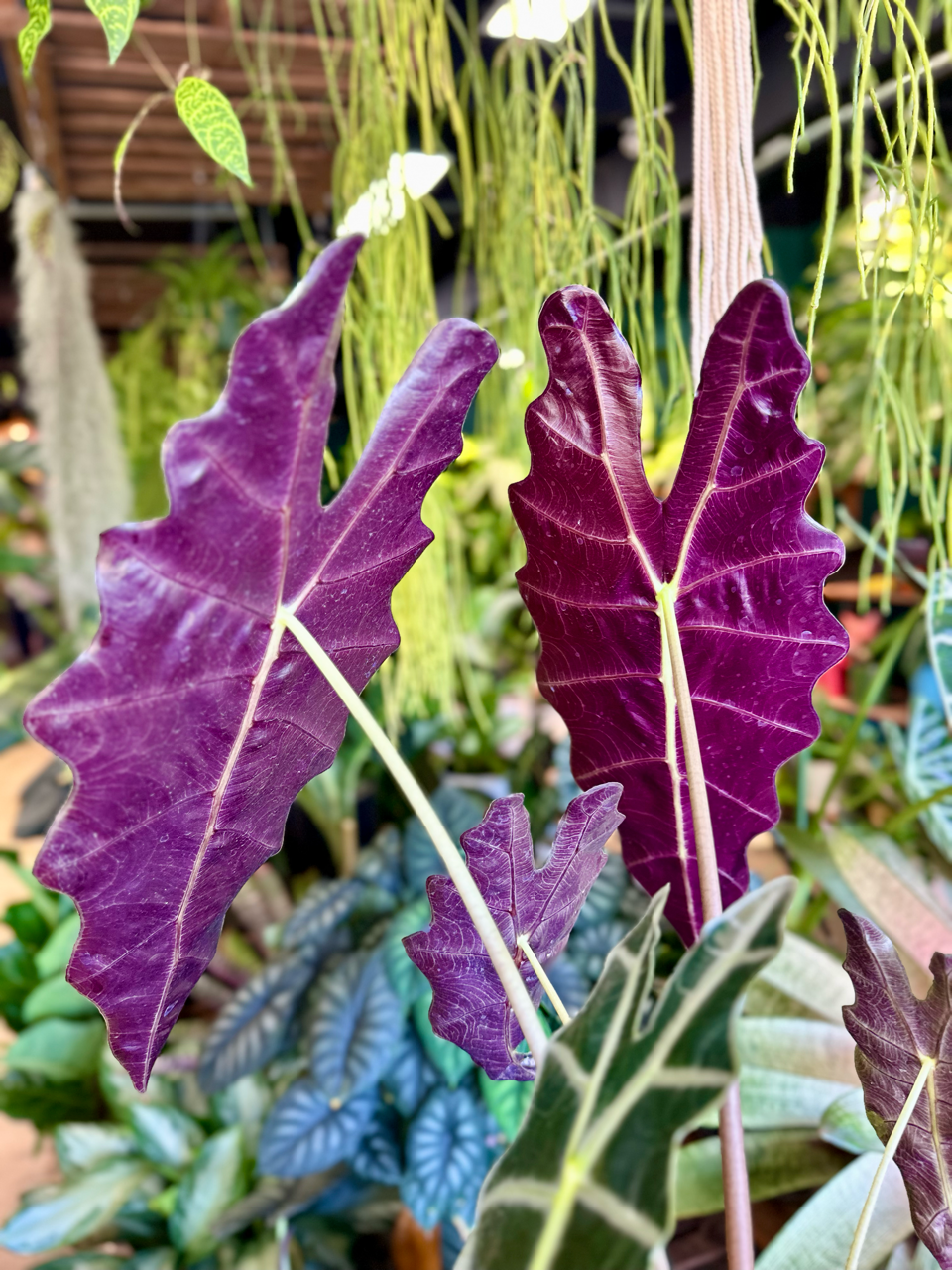 Oahu Delivery n Pickup Only - Alocasia Amazonica in 1 gallon ceramic planter