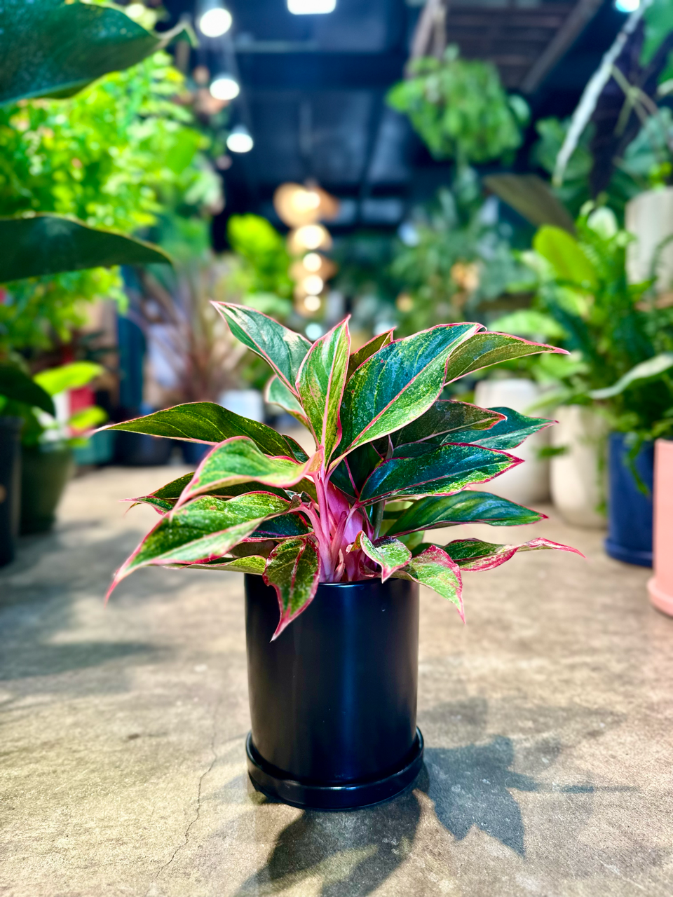 Oahu Delivery n Pickup Only - Aglaonema Siam Aurora in 4" ceramic planter
