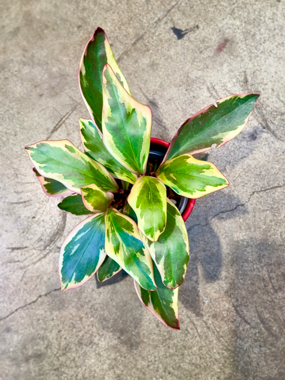 Oahu Delivery n Pick Up Only - Pepperomia Ginny in 4" ceramic planter