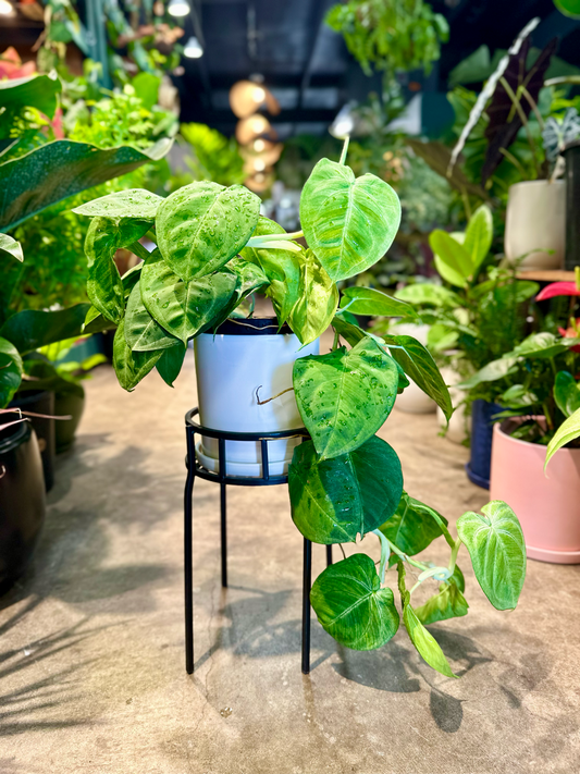 Oahu Delivery n Pickup Only - Syngonium Frosted Hearts in 6" ceramic planter