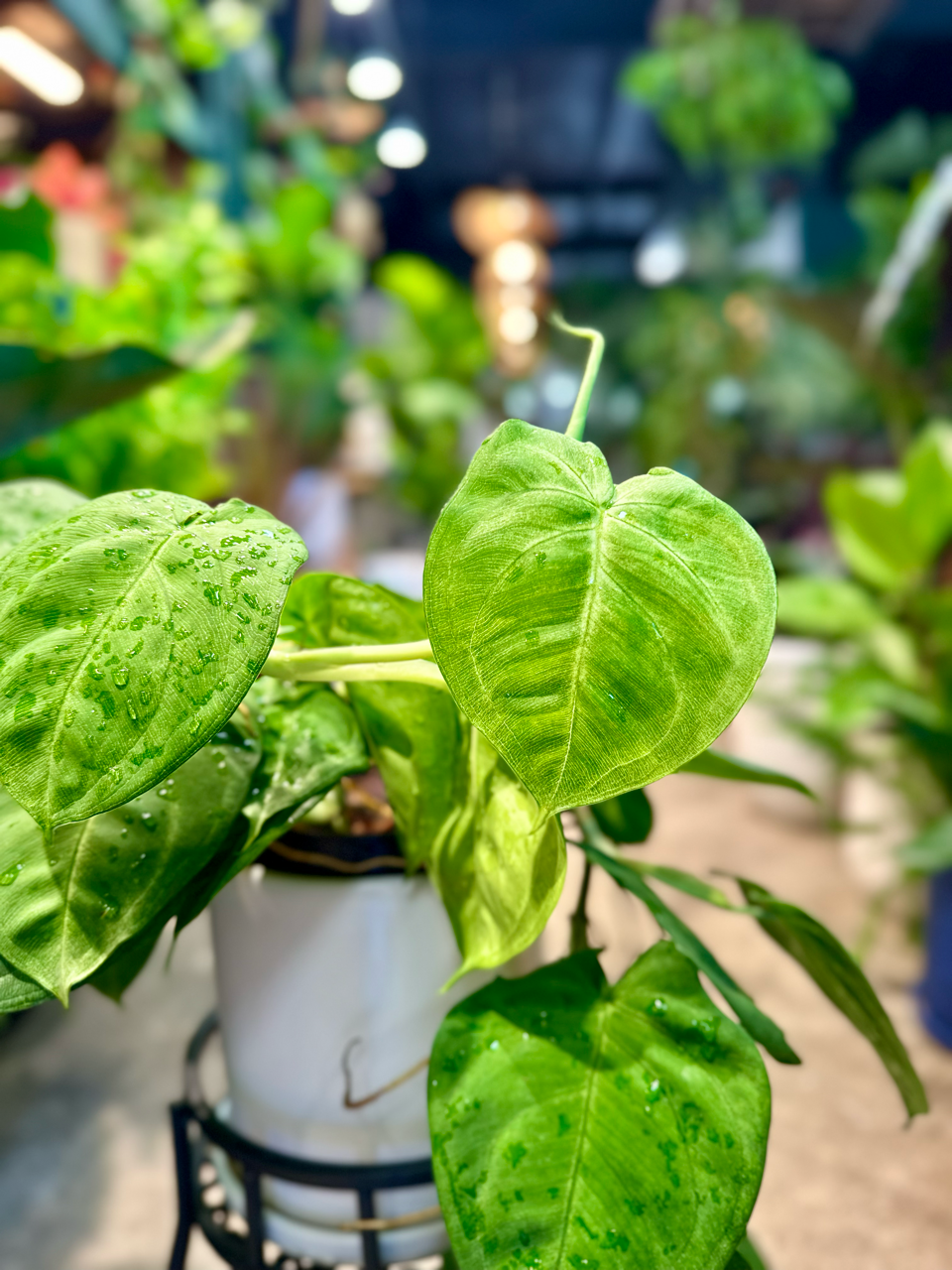 Oahu Delivery n Pickup Only - Syngonium Frosted Hearts in 6" ceramic planter