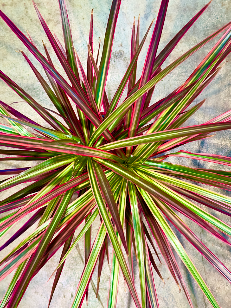 Oahu Delivery n Pickup Only - Dracaena Marginata in 6" ceramic planter