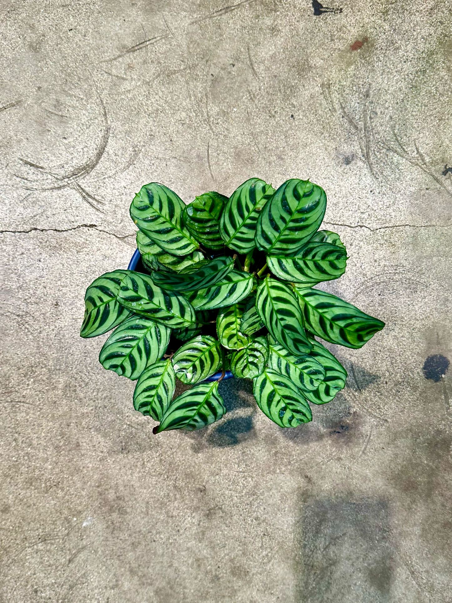 Oahu Delivery n Pickup Only - Prayer Plant in 6in. ceramic planter