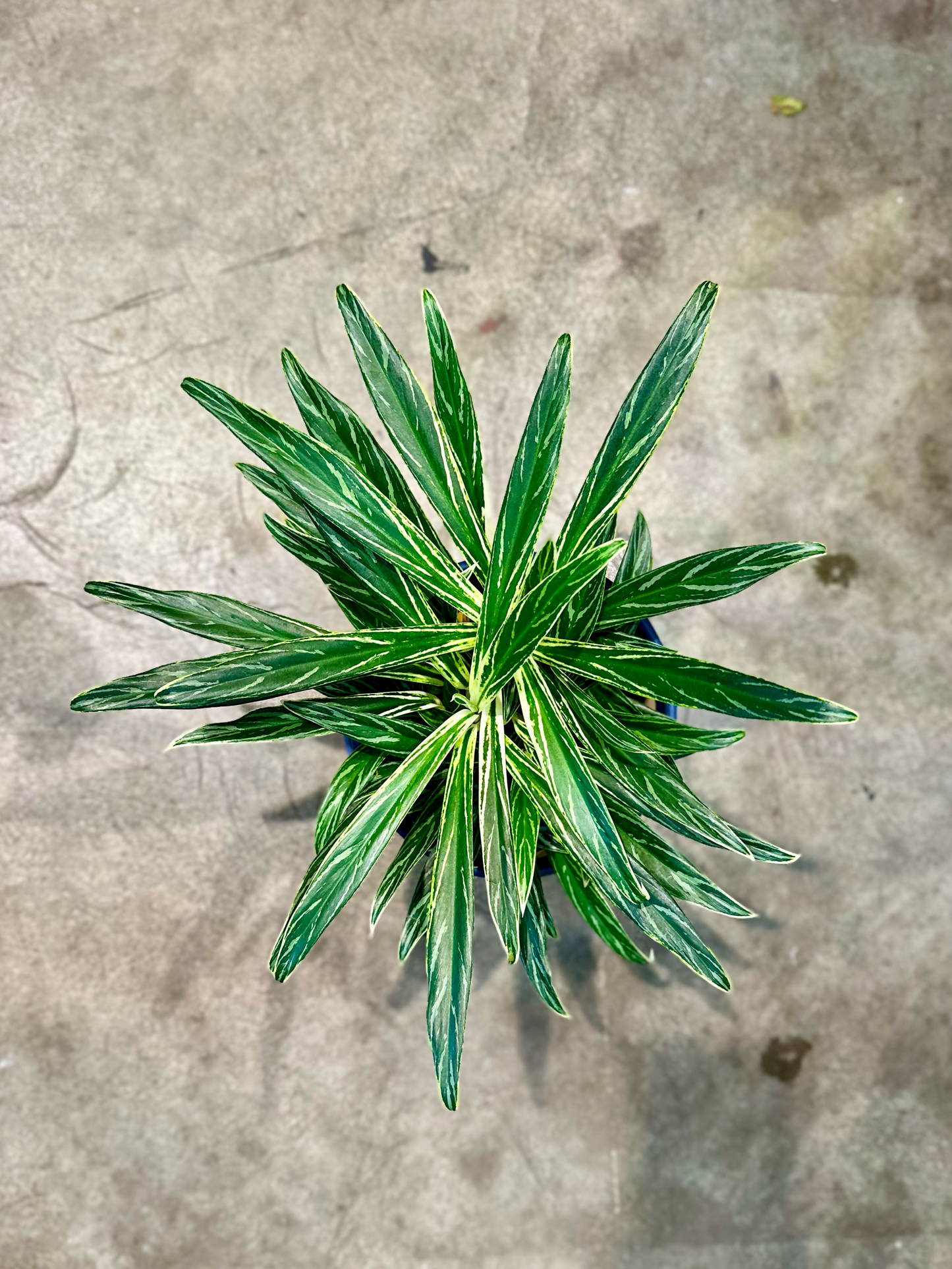 Oahu Delivery n Pickup Only - Aglaonema Bamboo in 6in. ceramic planter