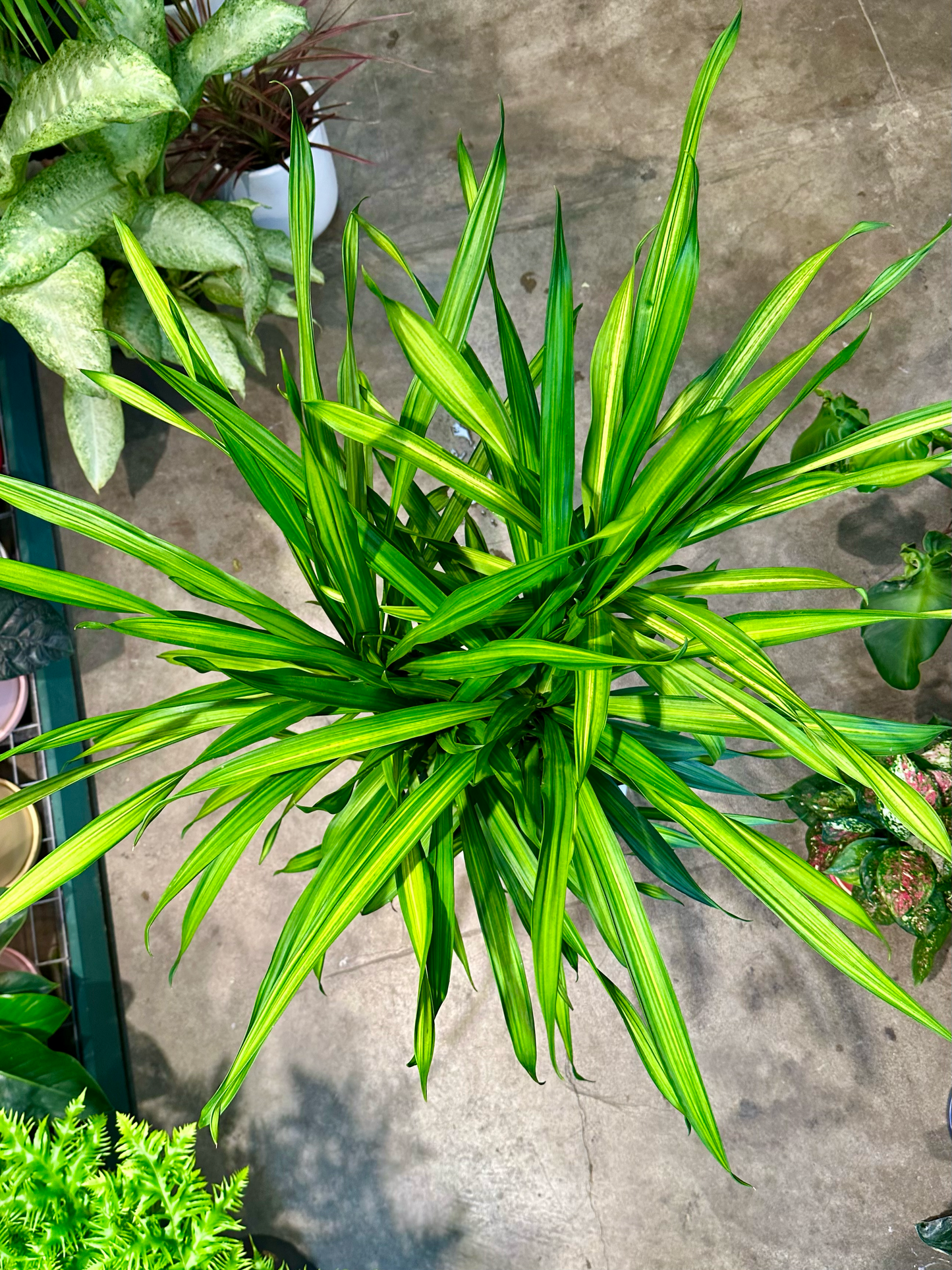 Oahu Delivery n Pickup Only - Dracaena in 2 gal. ceramic planter
