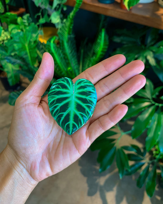 Philodendron Verrucosum Leaf Pop Socket for Phones