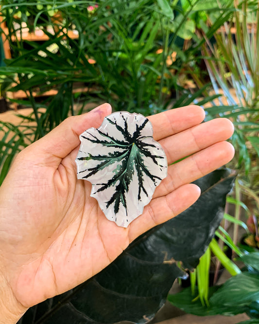 Begonia Looking Glass Leaf Pop Socket for Phones