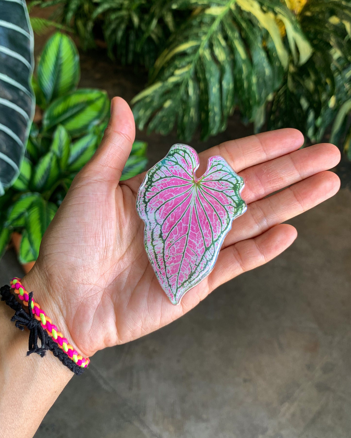 Caladium Pink Leaf Pop Sockets for phones