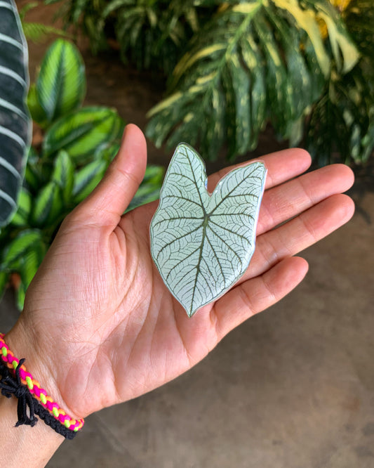 Caladium white Christmas Leaf Pop Sockets for phones