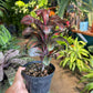 Variegated Ti leaf compacta (free shipping)