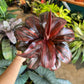 Variegated Ti leaf compacta (free shipping)