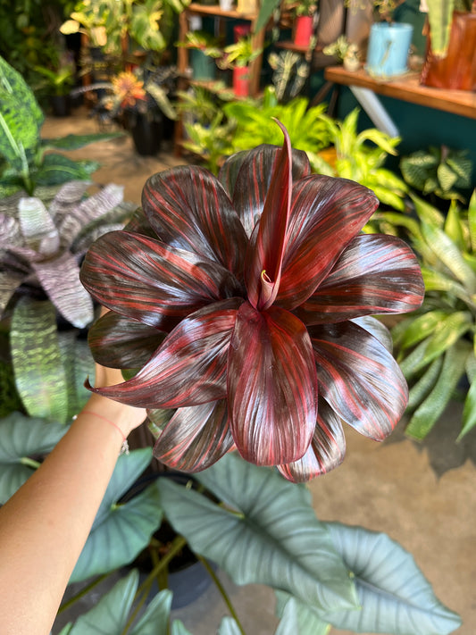 Variegated Ti leaf compacta (free shipping)