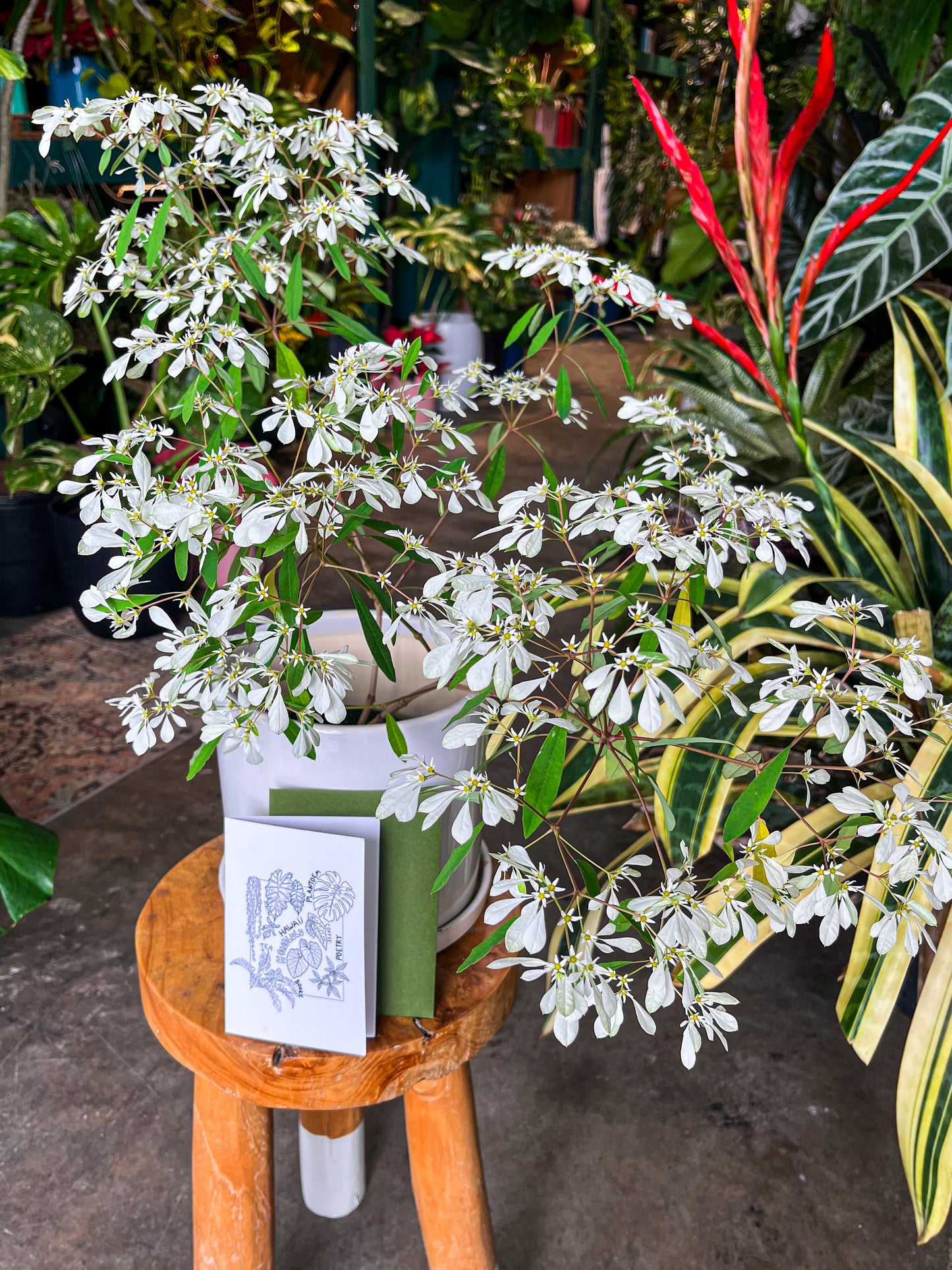 Oahu Delivery Only - Snow on the mountain Poinsettia in 8” ceramic planter