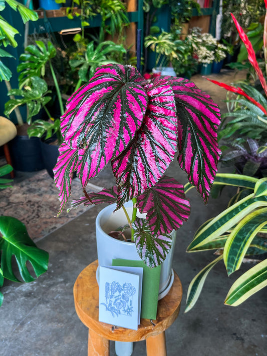 Oahu Delivery Only - Begonia Brevirimosa in 8” ceramic planter