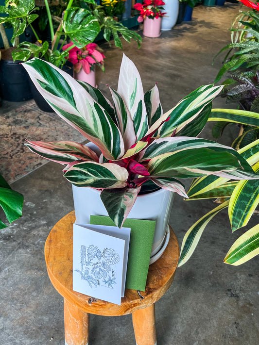 Oahu Delivery Only - Stromanthe Tricolor in 8” ceramic planter