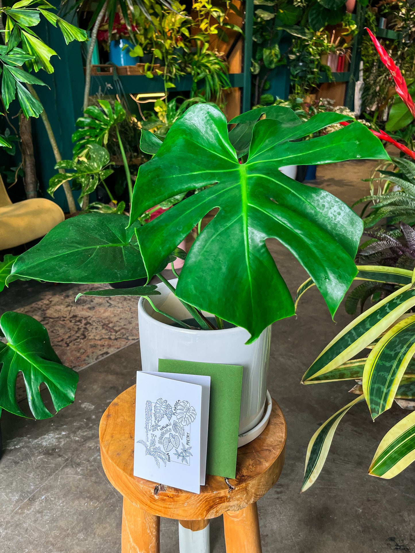 Oahu Delivery Only - Monstera Deliciosa in 8” ceramic planter