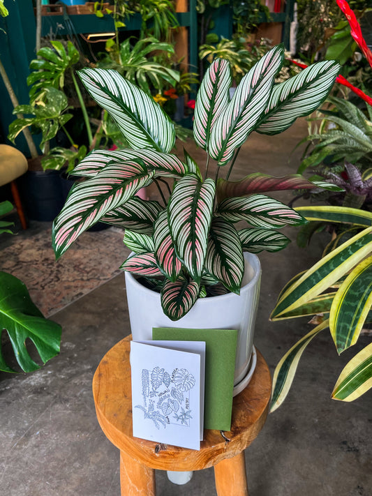 Oahu Delivery Only - Calathea White Star in 8” ceramic planter