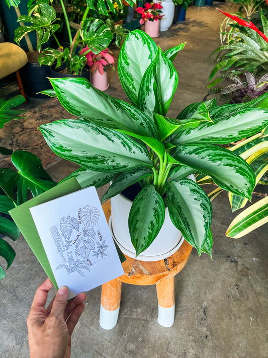 Oahu Delivery Only - Aglaonema Silver Bay in 8” ceramic planter