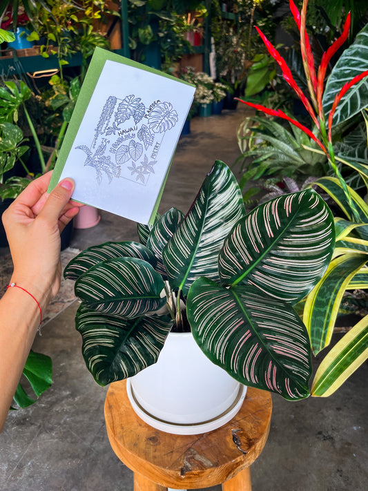 Oahu Delivery Only - Calathea Ornata in 8” ceramic planter