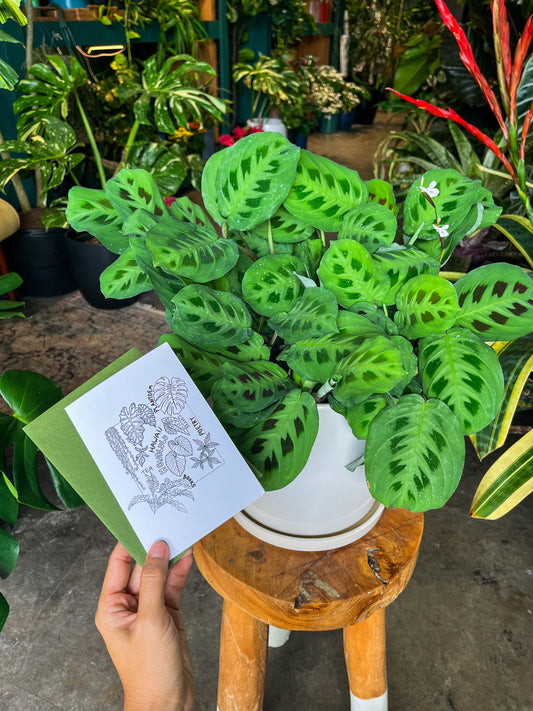 Oahu Delivery Only - Maranta Repen in 8” ceramic planter