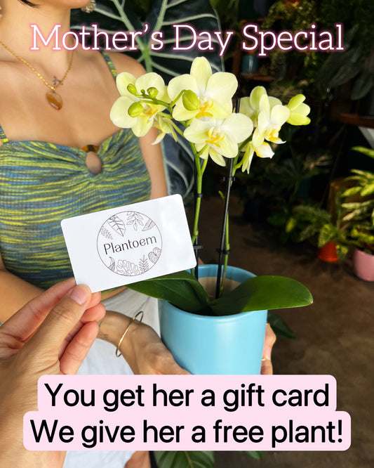 Mother’s Day Special - $100 gift + Free Plant!