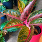Aglaonema Thai Hybrid in 8” ceramic planter