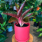 Aglaonema Thai Hybrid in 8” ceramic planter