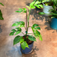 Oahu Delivery n Pickup Only - Rhaphidophora Tetrasperma w/ ceramic planter